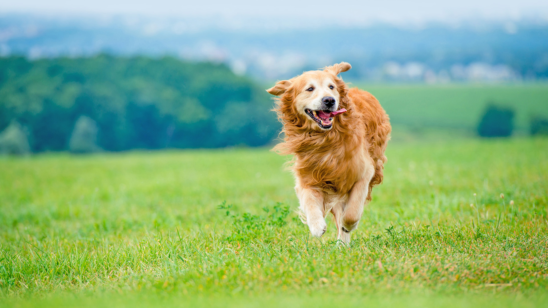 running_retriever