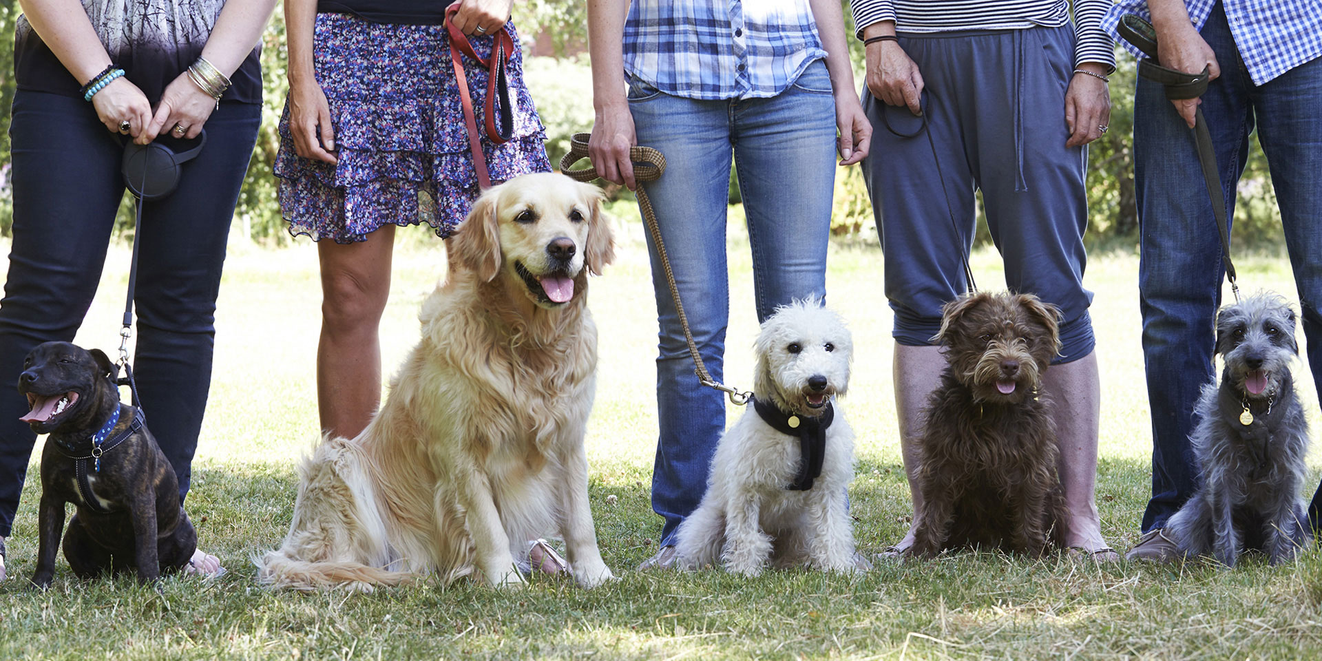Group_of_Dog_Walkers_1920x960