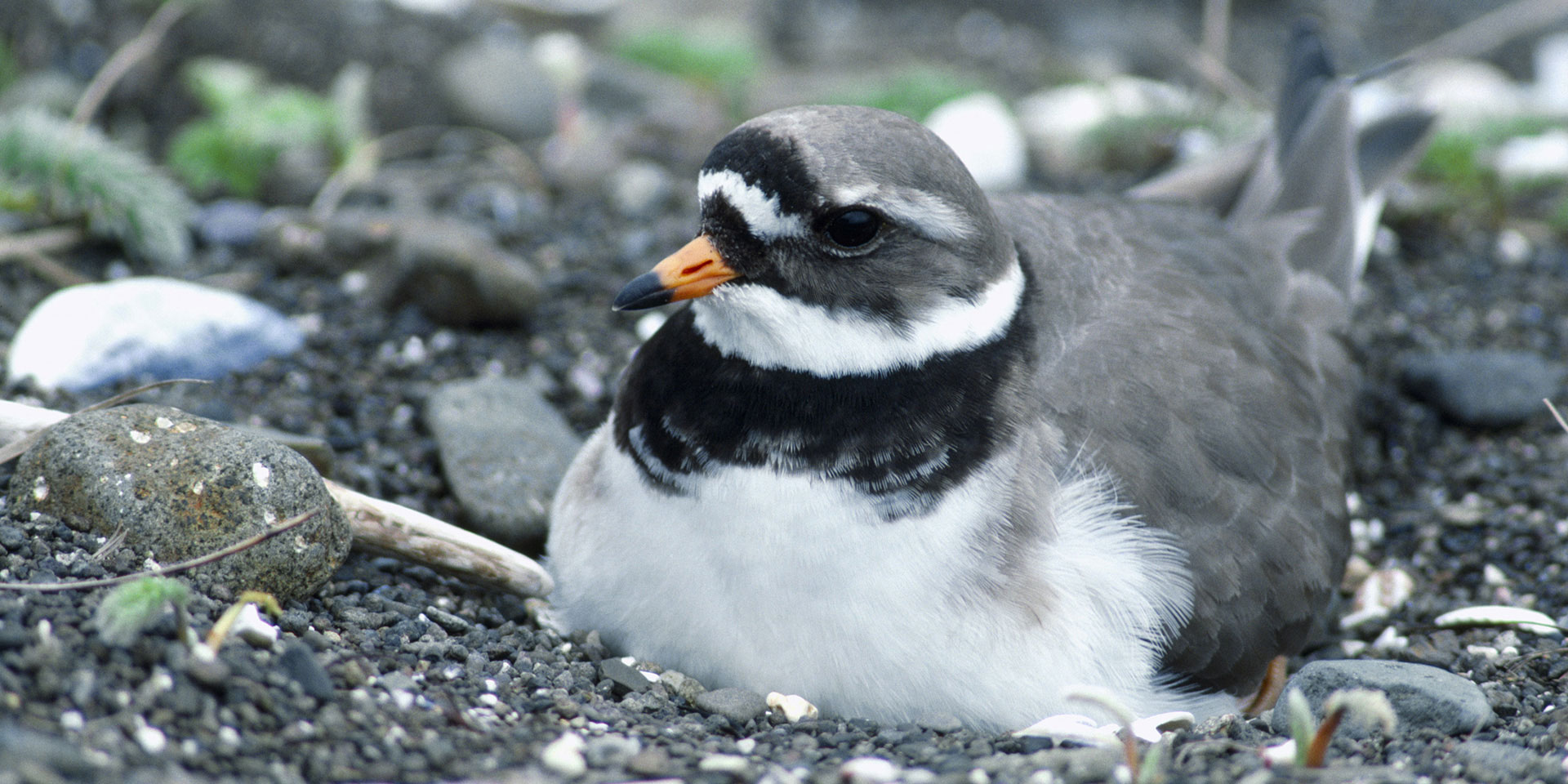 Ringed_Plover_1920x960